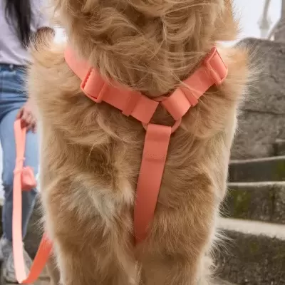 DUKIER Arnês Clássico Impermeável CORAL