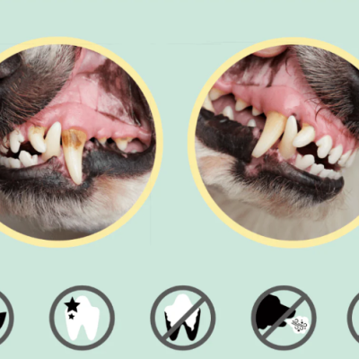 Enzymodent Pasta de Dentes Enzimática p/ Cães (75ml)