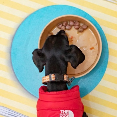 Harper and Bone Dog Almôndegas Fresh Market