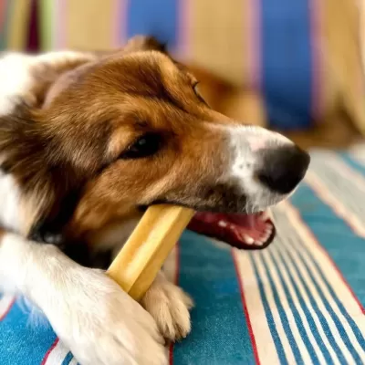 Queijo de Yak dos Himalaias