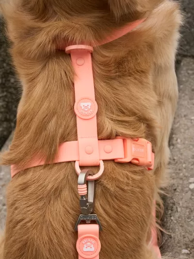 DUKIER Arnês Clássico Impermeável CORAL