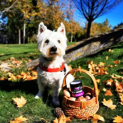 Super Snouts Super Shrooms