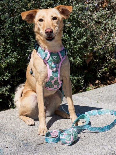 DUKIER Peitoral Trail MONSTERA