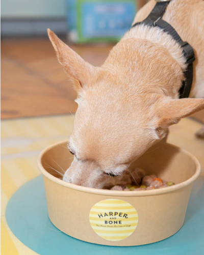 Harper and Bone Dog Almôndegas Wild Mountain