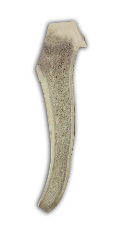 Haste de Veado Aberta