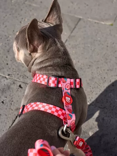 DUKIER Arnês Clássico BERRY LOVE