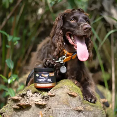 Super Snouts Turkey Tail