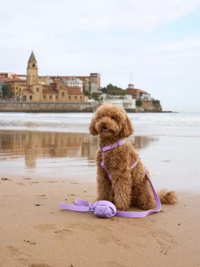 DUKIER Arnês Clássico Impermeável PURPLE