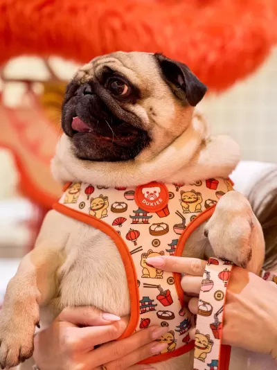 DUKIER Peitoral Ajustável ASIAN