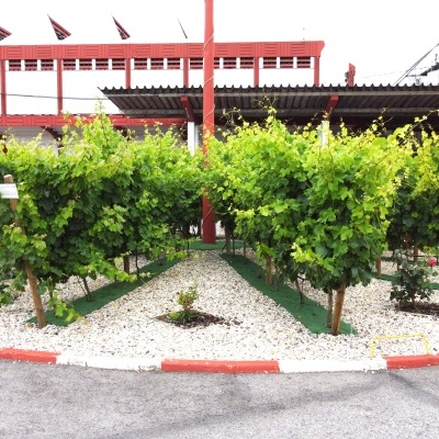 Visita Guiada à Adega da Vermelha com Prova de Vinhos