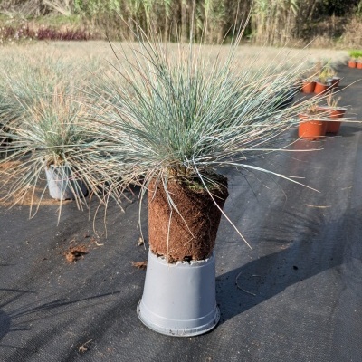 Plantas gramínea azuladas em vaso de plástico cinzento num viveiro exterior