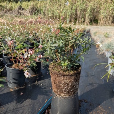 Gaura lindheimeri 'White' V3L