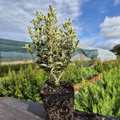 Osmanthus heterophyllus ‘Variegatus’ V2L