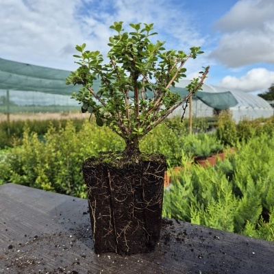 Pequena planta com terra e raízes visíveis numa mesa num viveiro ao ar livre
