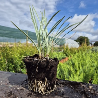 Tulbaghia violacea 'Variegata' V12cm (20-30)