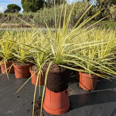 Cordyline 'Variegata' V2,5L (20-60)