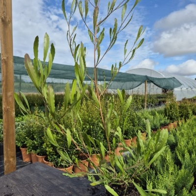 Dodonea viscosa 'Purpurea' V12 (20-30)