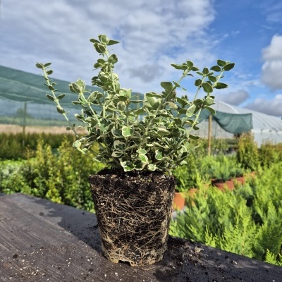 Planta verde e branca em vaso de plástico com raízes visíveis numa mesa de madeira ao ar livre num viveiro