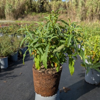 Cistus x purpureus V1L