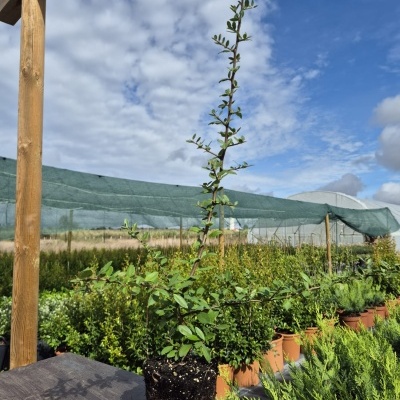Pyracantha coccinea 'Ventoux Red' V12 (40-50)