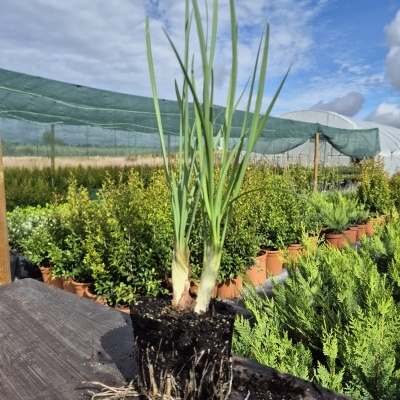 Tulbaghia violacea V12cm (20-30)
