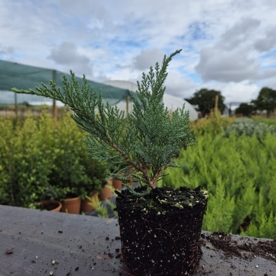 planta conífera pequena em vaso com terra ao ar livre