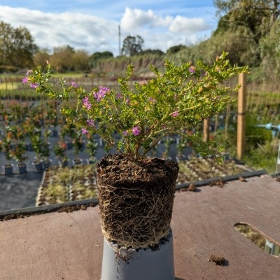 Pequena planta com flores rosas e folhas verdes em torrão de terra e raízes à mostra sobre vaso cinzento invertido num viveiro ao ar livre.