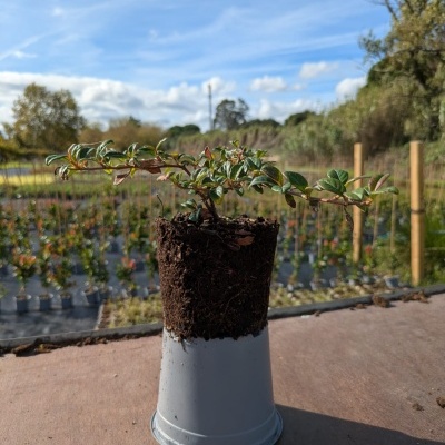 Vaso plástico com planta e solo num viveiro ao ar livre