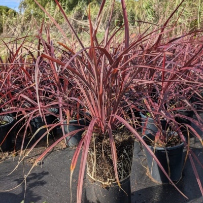 Cordyline 'Pink' V3L (20-60)