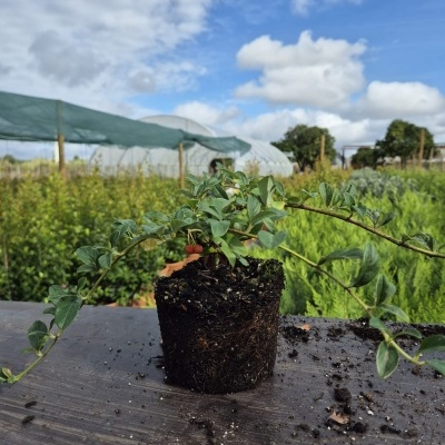 Planta com folhas verdes e frutos vermelhos sobre madeira num viveiro