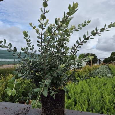 Planta verde com folhas pequenas e arredondadas em vaso com terra num viveiro ao ar livre