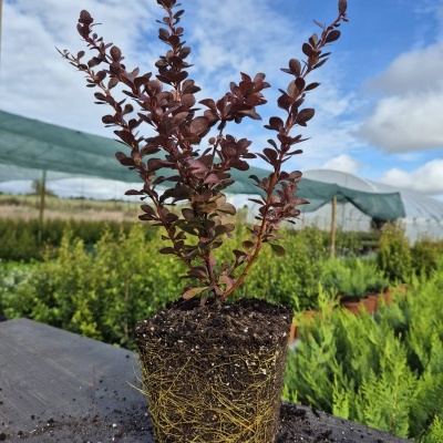 Planta com folhas vermelho-escuras e raízes expostas em terra sobre mesa escura ao ar livre