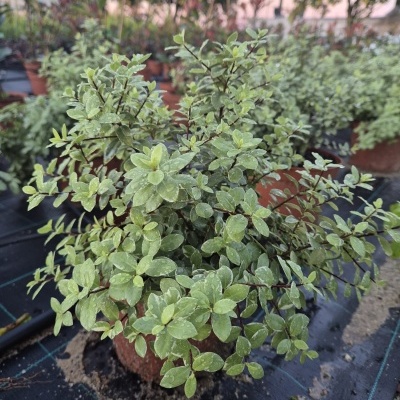 Pittosporum tenulifolium 'Silver Ball' V2,5L (20-30)
