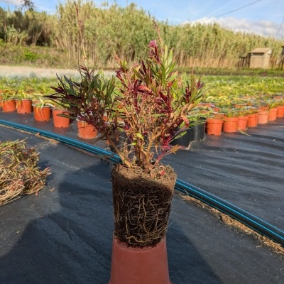 Gaura lindheimeri 'Pink butterflies' V1L