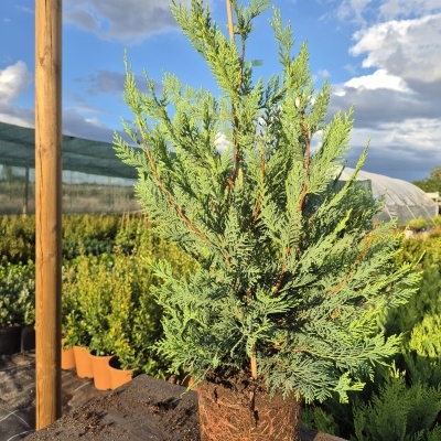 Planta conífera verde intensa em vaso de plástico preto com suporte de madeira ao ar livre.