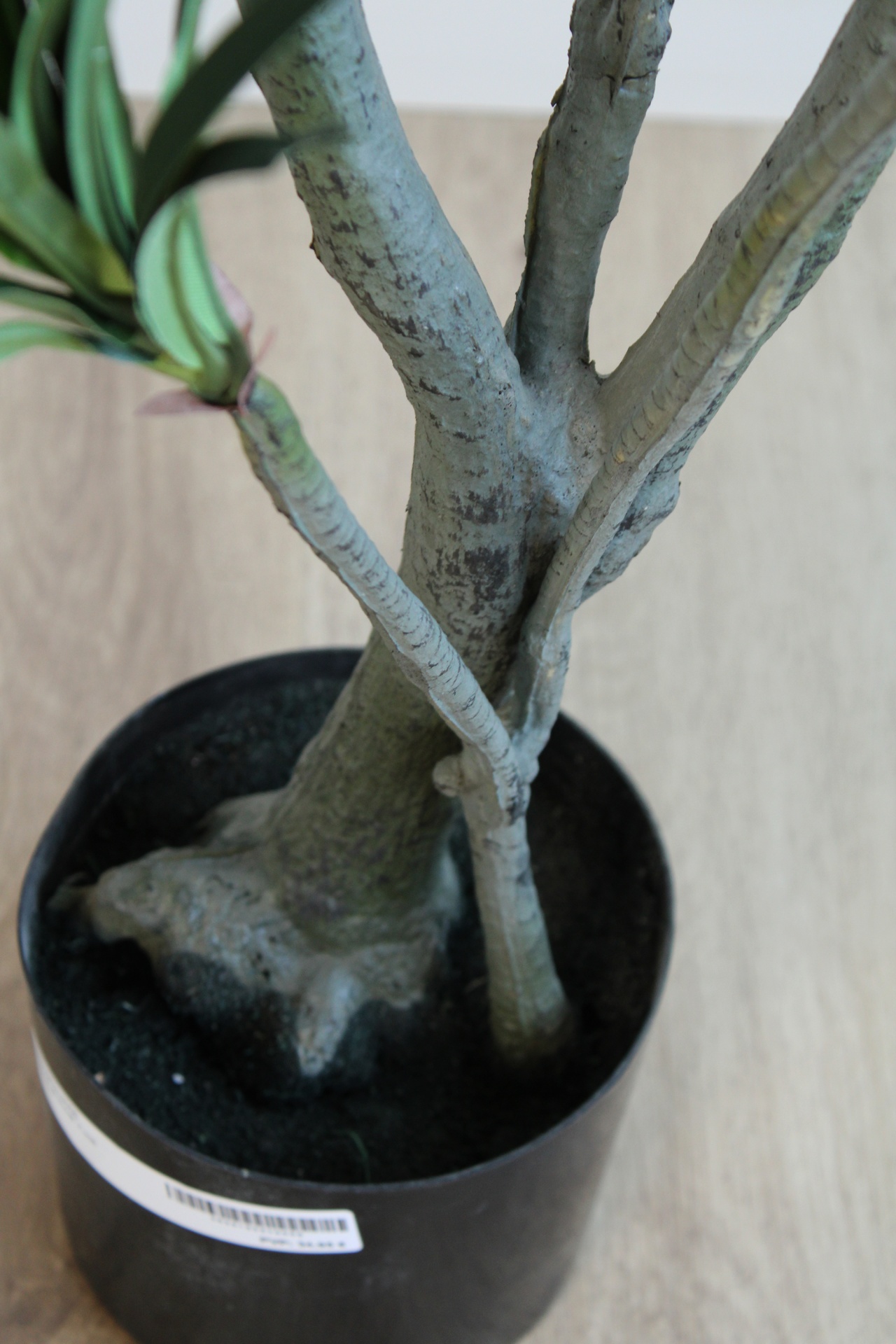 Planta em vaso preto com etiqueta e tronco cinzento