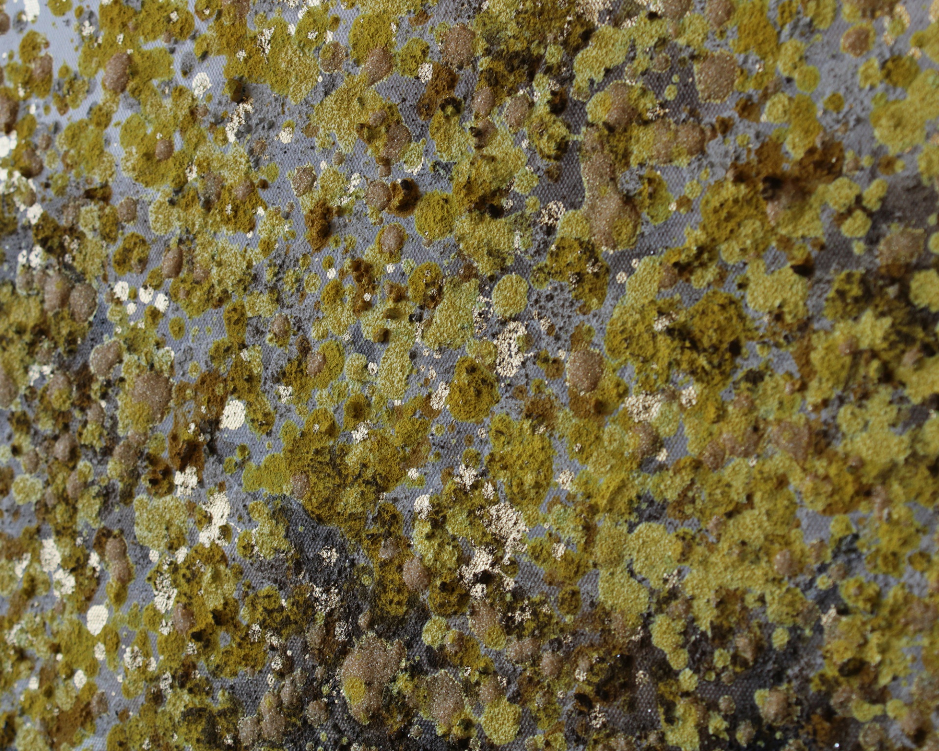 Superfície com líquenes em várias cores e textura natural