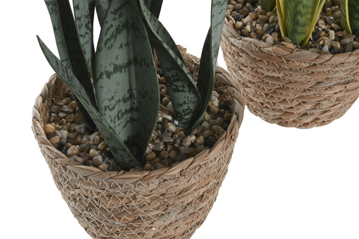 Duas plantas suculentas em vasos de cesto tecido com pedras