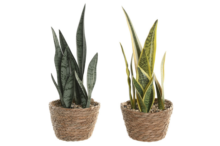 Duas plantas língua-de-sogra em vasos trançados castanhos com fundo branco