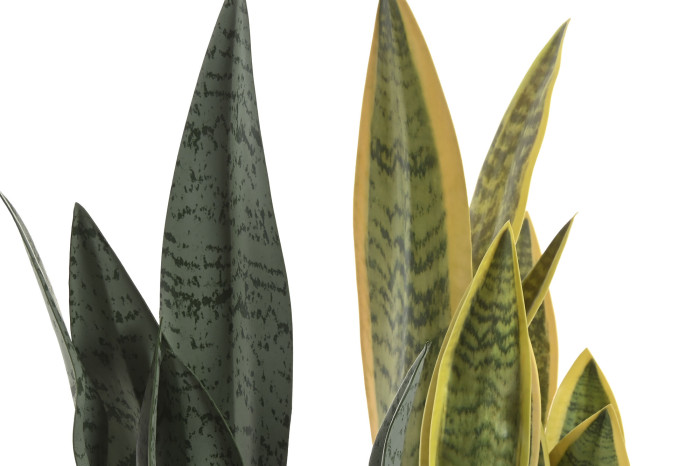 Plantas línguas-de-sogra com folhas verdes e amarelas