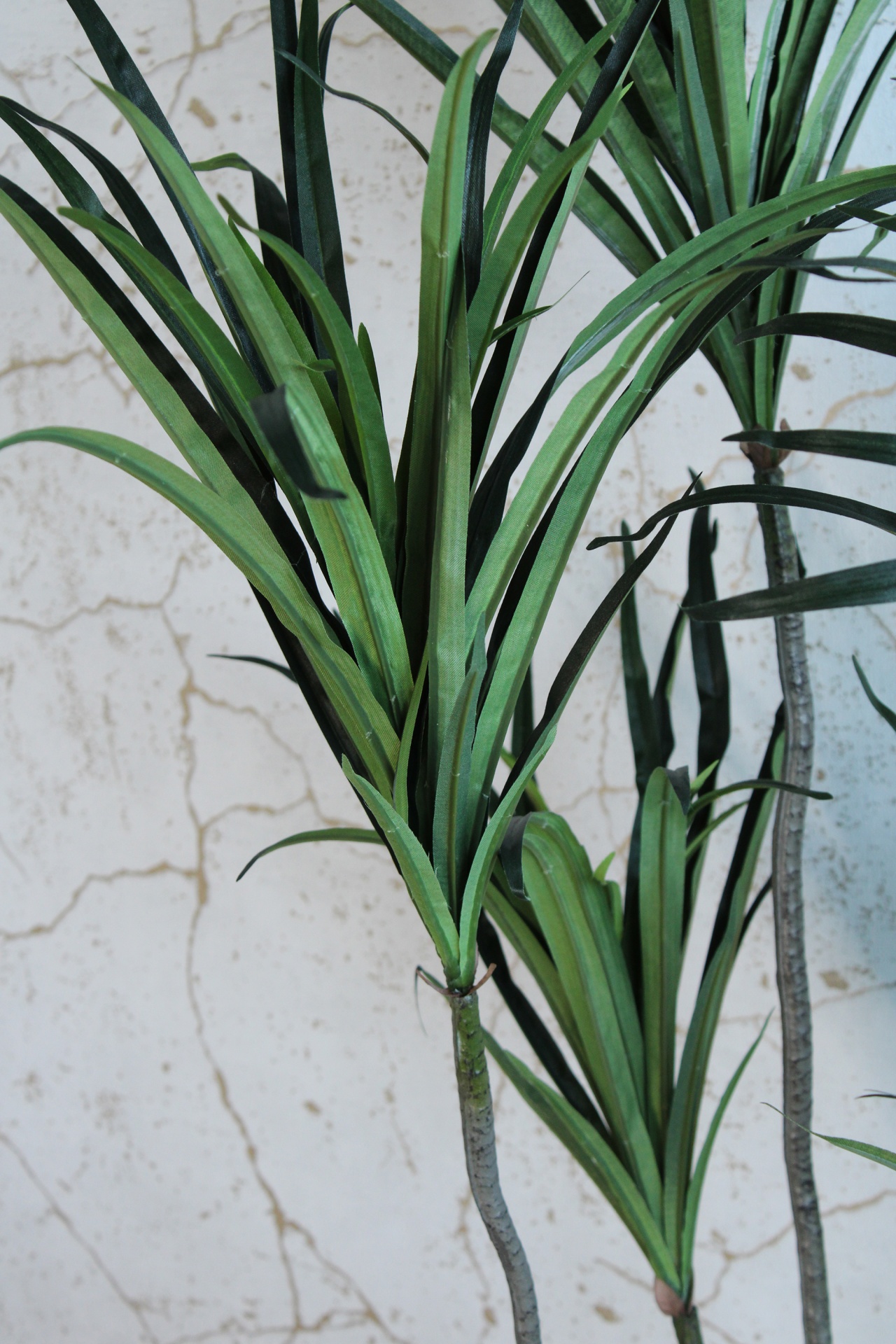 Planta ornamental com folhas verdes e caule fino contra parede clara rachada