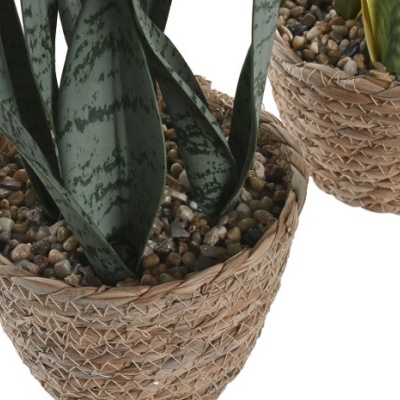 Duas plantas suculentas em vasos de cesto tecido com pedras