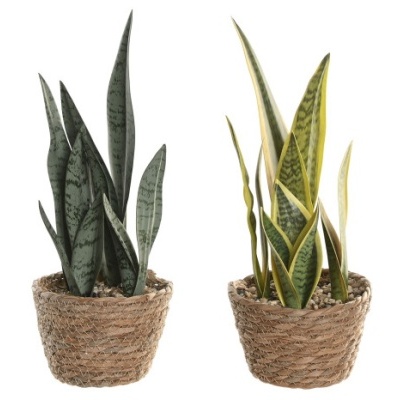 Duas plantas língua-de-sogra em vasos trançados castanhos com fundo branco