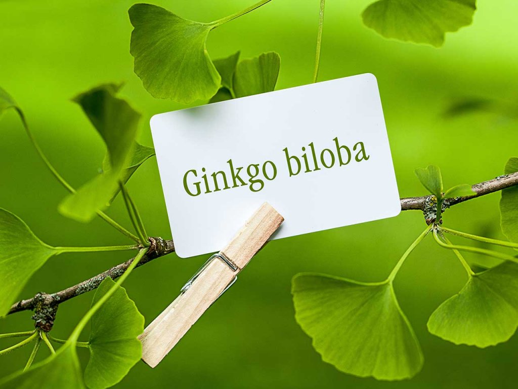 GINKGO BILOBA: UMA AJUDA PARA MANTER VITALIDADE MENTAL GINKGO BILOBA: UMA AJUDA PARA MANTER VITALIDADE MENTAL