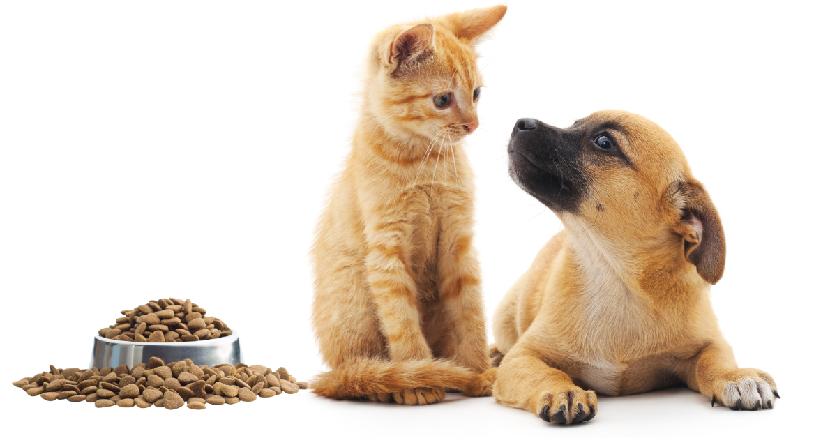 Como escolher a ração ideal para o teu cão ou gato? Como escolher a ração ideal para o teu cão ou gato?