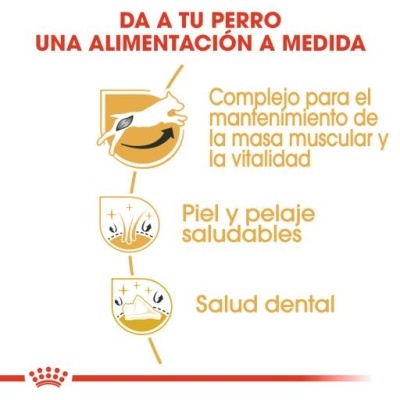 Royal Canin Jack Russell Terrier Adult para Cães Adultos da Raça Jack Russell