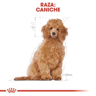 Royal Canin Poodle Puppy Ração para Cachorros da Raça