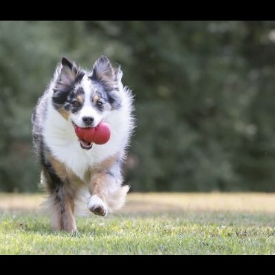KONG Classic Vermelho
