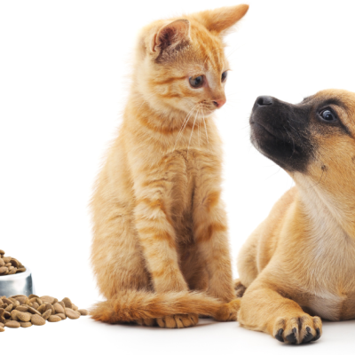 Como escolher a ração ideal para o teu cão ou gato?
