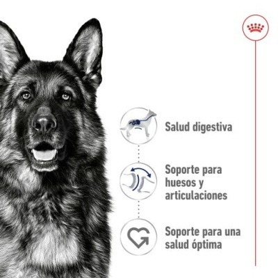 Royal Canin Maxi Adult Cães Adultos de Raça Grande